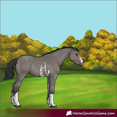 Horse Color:Grullo Sabino Tobiano Rabicano 