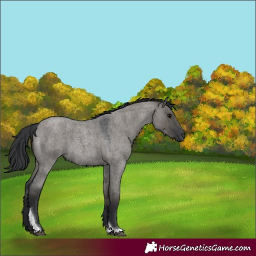Horse Color:Grullo Roan Tobiano Rabicano 