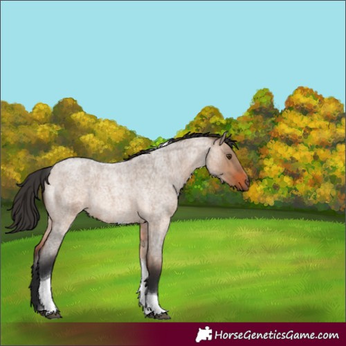 Horse Color:Brown Roan Dun Tobiano Rabicano 