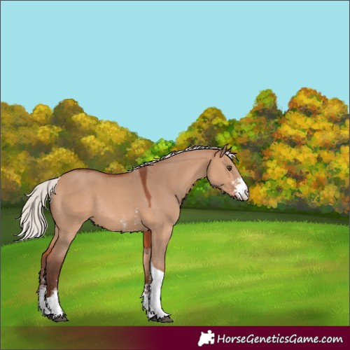 Horse Color:Silver Bay Dun Sabino Tobiano Rabicano 