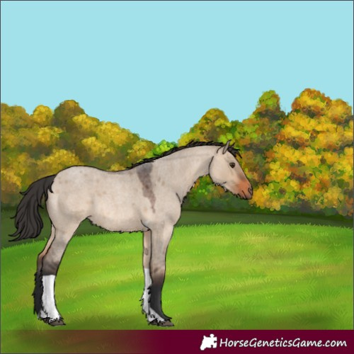 Horse Color:Brown Roan Dun Tobiano Rabicano 