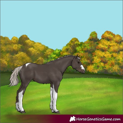 Horse Color:Silver Black Tobiano 