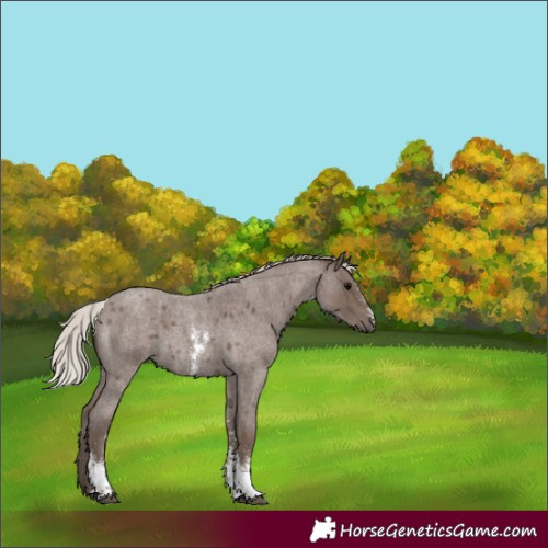 Horse Color:Silver Blue Roan Sabino 