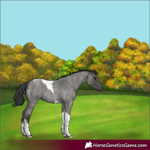 Horse Color:Blue Roan Tobiano 