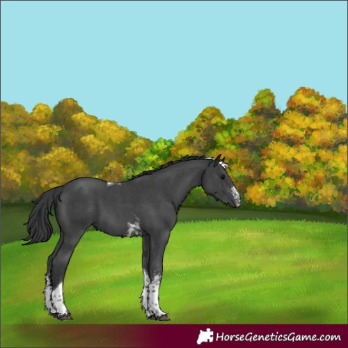 Horse Color:Black Sabino Tobiano 