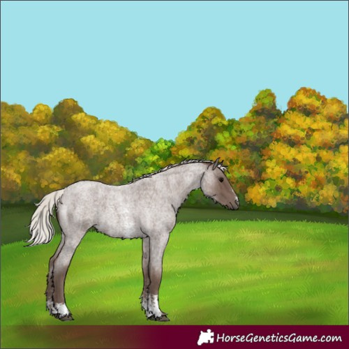 Horse Color:Silver Blue Roan Sabino 
