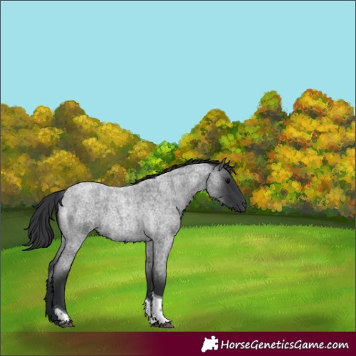 Horse Color:Blue Roan Tobiano 