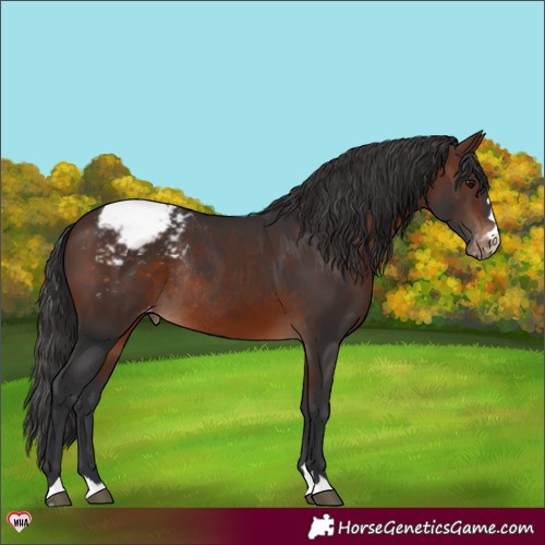Horse Color:Brown Varnish Rabicano 