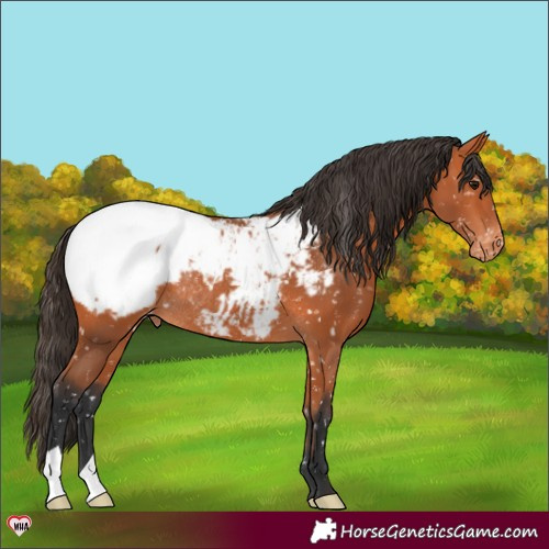 Horse Color:Bay Appaloosa Rabicano 