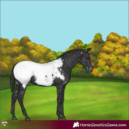 Horse Color:Black Snowcap Rabicano 