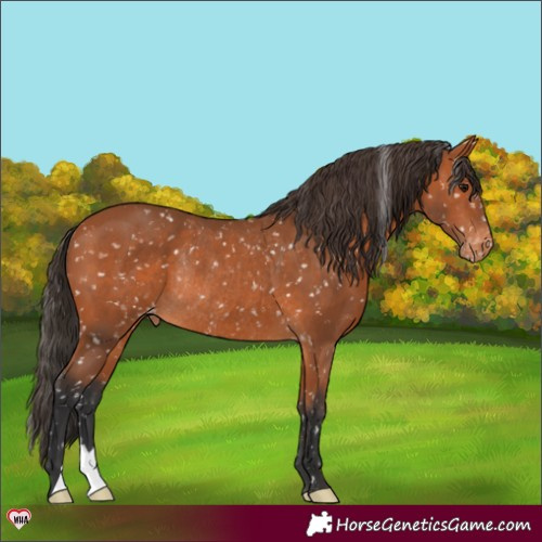 Horse Color:Bay Appaloosa Rabicano 