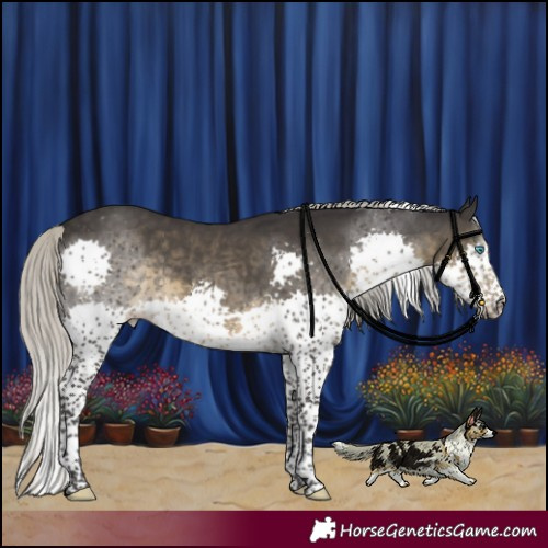 Horse Color:Silver Smoky Black Sabino Splash Tobiano 