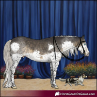 Horse Color:Silver Smoky Black Sabino Splash Tobiano 