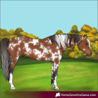 Horse Color:White Spotted Bay 