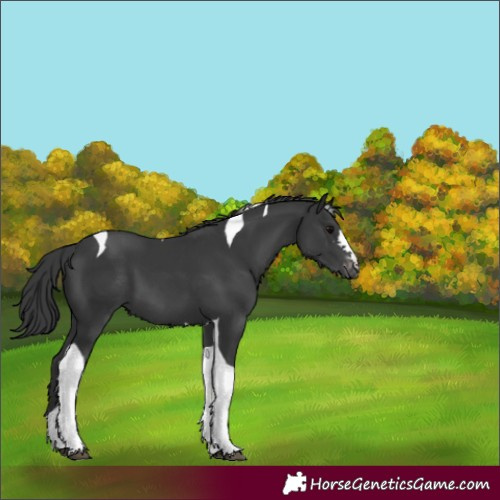 Horse Color:Black Tobiano Appaloosa 