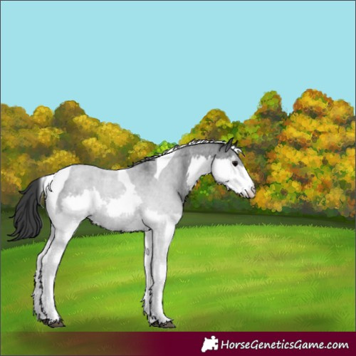Horse Color:Blue Roan Splash Tobiano Varnish 