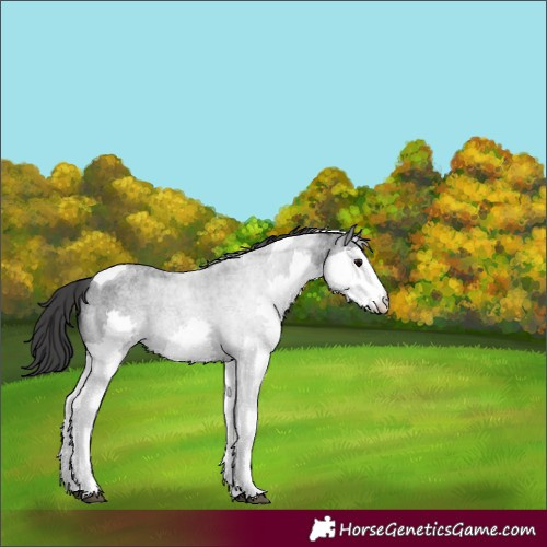 Horse Color:Blue Roan Splash Tobiano Appaloosa 