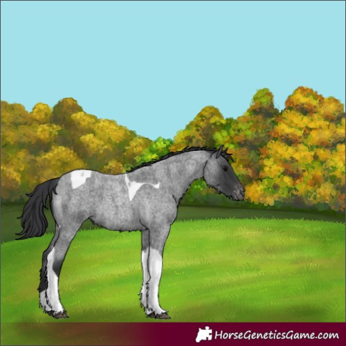 Horse Color:Blue Roan Tobiano Appaloosa 