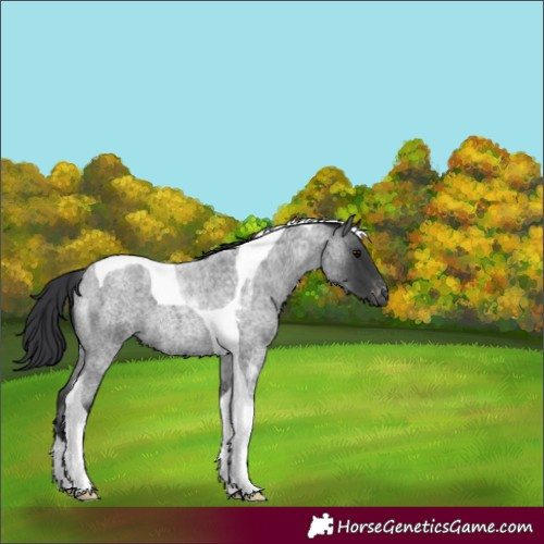 Horse Color:Blue Roan Tobiano Appaloosa 