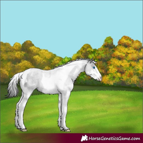 Horse Color:Blue Roan Splash Tobiano Appaloosa 