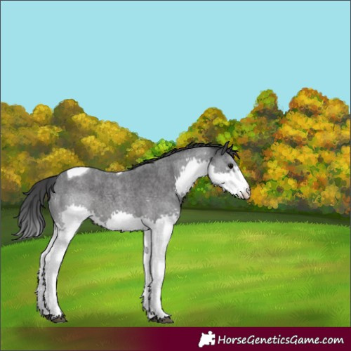 Horse Color:Blue Roan Splash Tobiano Varnish 