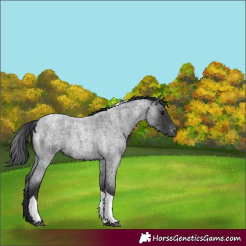 Horse Color:Blue Roan Tobiano Appaloosa 