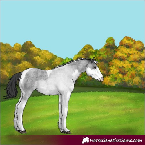 Horse Color:Blue Roan Splash Tobiano Appaloosa 