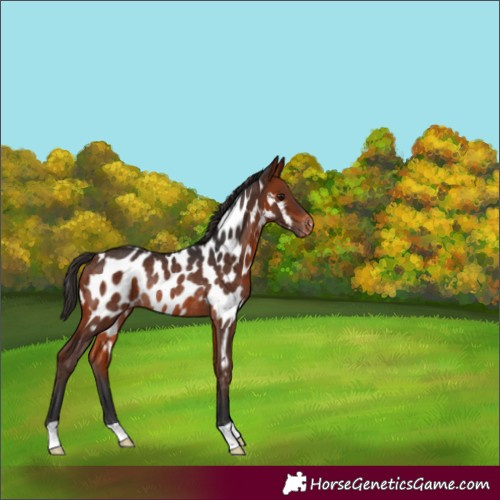 Horse Color:Brown Appaloosa Rabicano 