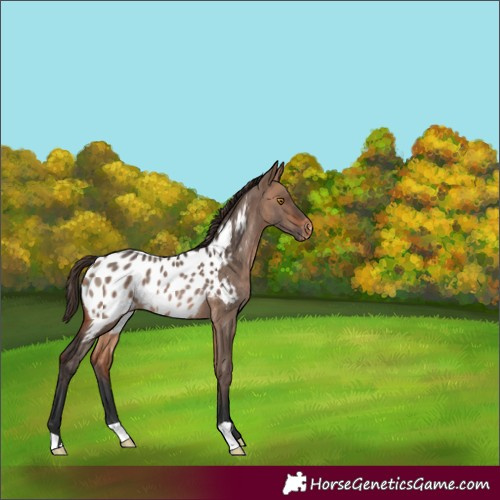 Horse Color:Bay Dun Appaloosa Rabicano 