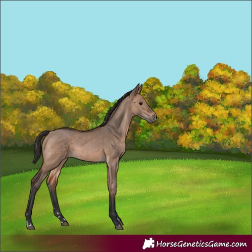 Horse Color:Brown Dun 