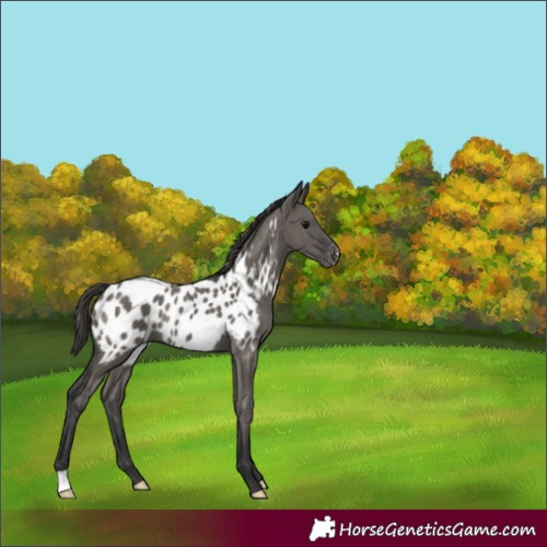 Horse Color:Grullo Appaloosa Rabicano 