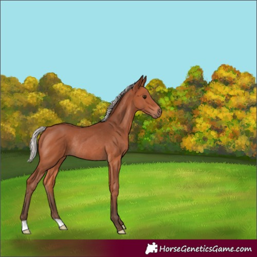 Horse Color:Silver Bay Rabicano 