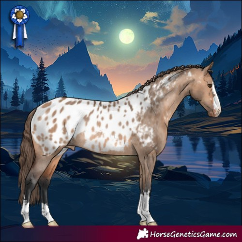 Horse Color:Brown Dun Near Leopard Rabicano 