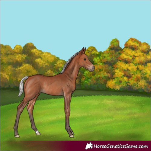 Horse Color:Silver Bay Rabicano 
