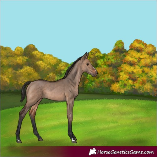 Horse Color:Brown Dun Rabicano 