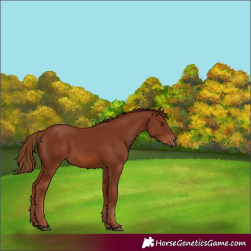 Horse Color:White Spotted Chestnut Rabicano 