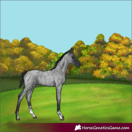Horse Color:Blue Roan Sabino Rabicano 
