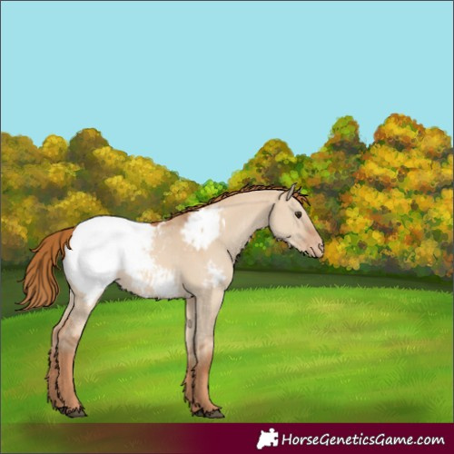 Horse Color:Red Dun Snowcap 