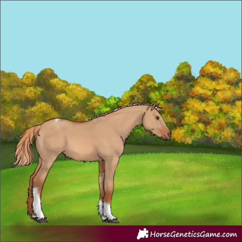 Horse Color:Red Dun Tobiano 