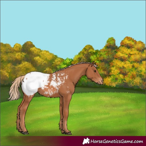 Horse Color:Chestnut Near Fewspot Rabicano 