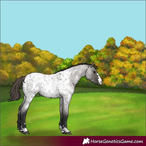 Horse Color:Grullo Roan Near Leopard Rabicano 