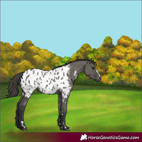 Horse Color:Grullo Near Leopard 