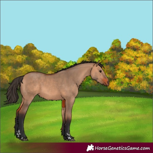 Horse Color:Bay Dun 