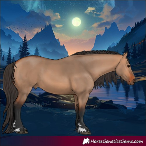Horse Color:Bay Dun 