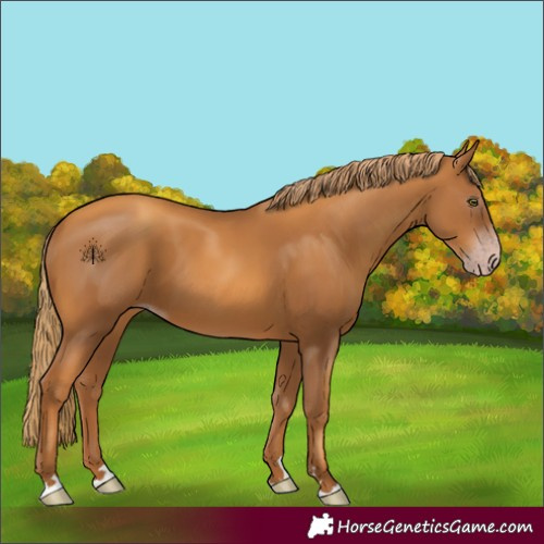 Horse Color:Gray Gold Champagne 