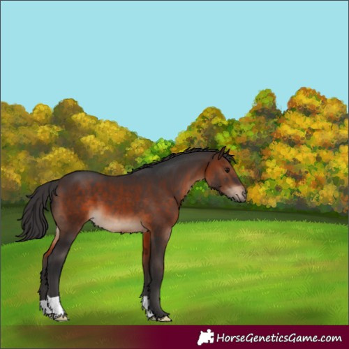 Horse Color:Brown 