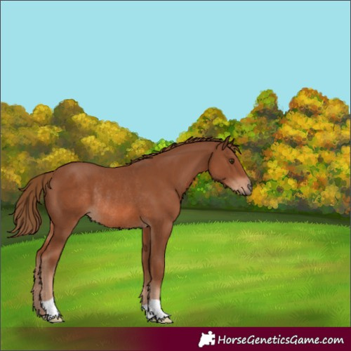 Horse Color:Chestnut Rabicano 