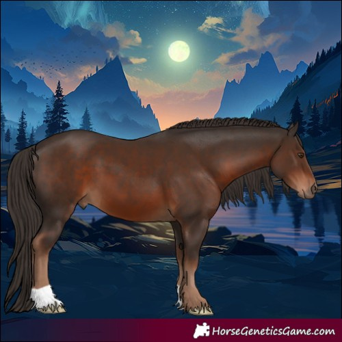 Horse Color:Liver Chestnut 