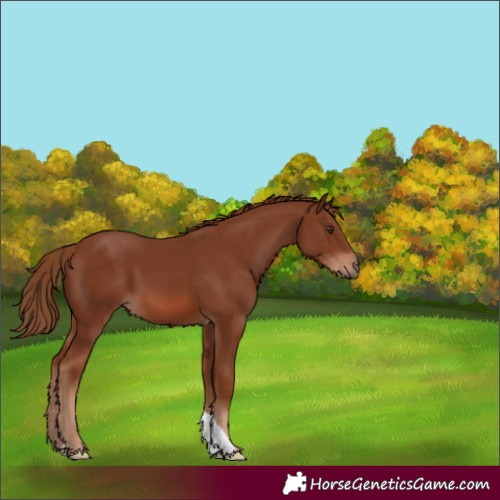 Horse Color:Chestnut 