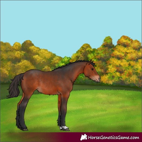 Horse Color:Bay Rabicano 